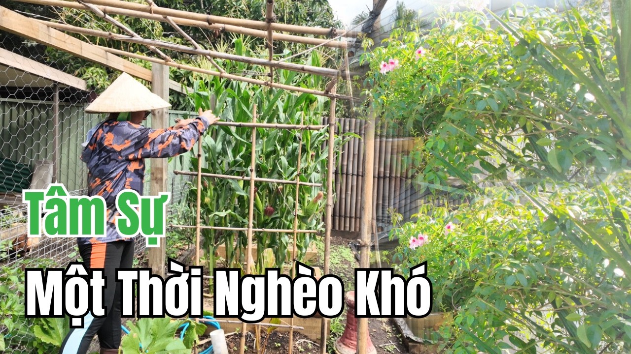 Cuộc Sống Úc - Trồng Và Làm Giàn Đậu Rồng - Nhớ Đến Một Thời Nghèo Khó Đã Qua
