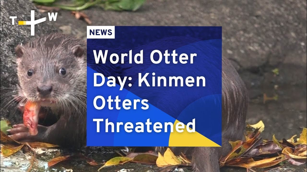 World Otter Day: Kinmen Otters Threatened | TaiwanPlus News