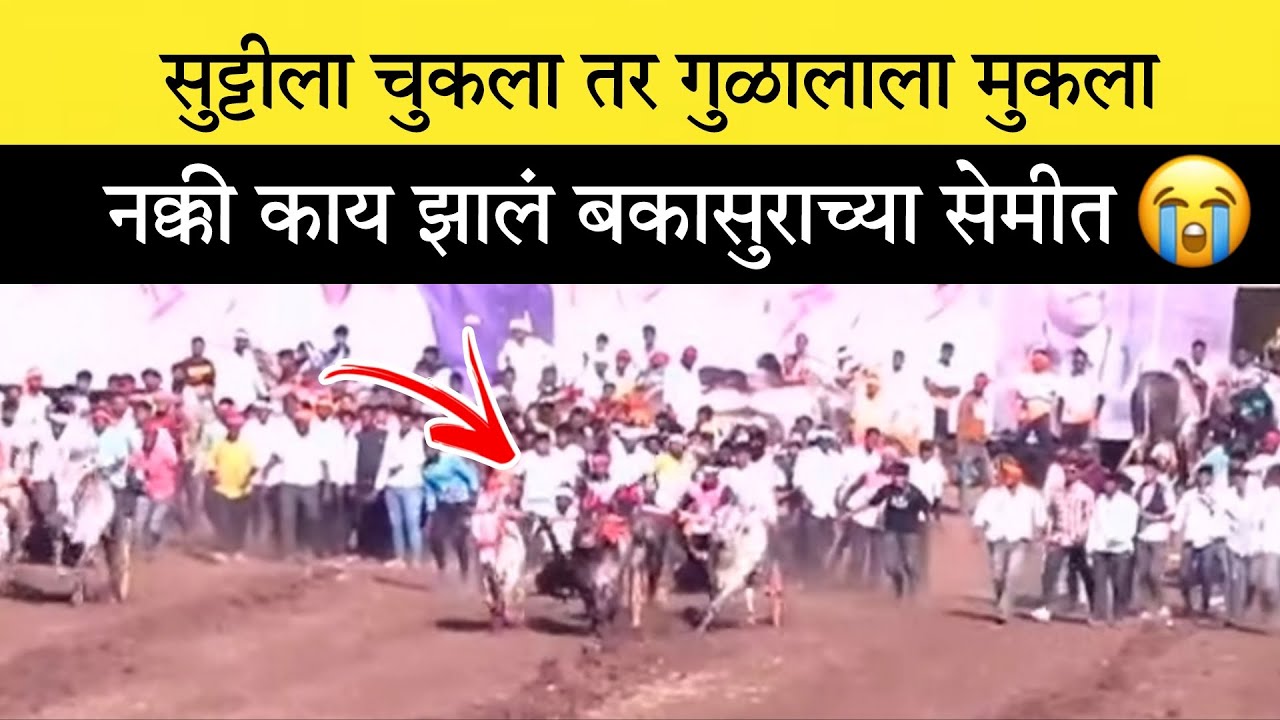 सुट्टीला चुकला तर गुळालाला मुकला 😥 नक्की काय झालं बकासुराच्या सेमीत 😭 #नाद #बकासुर #viral #बैलगाडा 