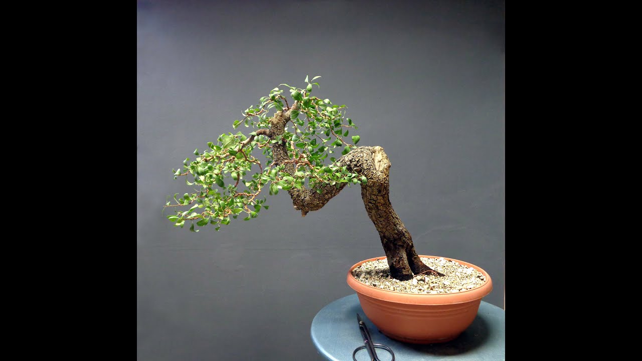 Pyrus spinosa Styling September 2015