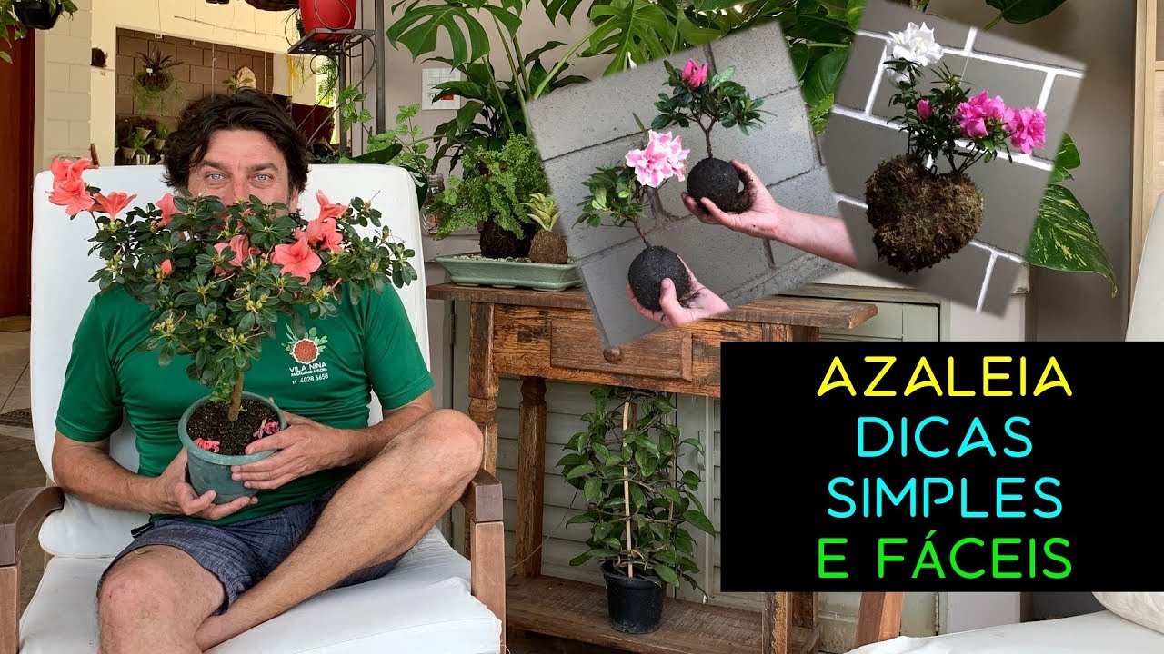 Azaleia Dicas Simples e Fáceis