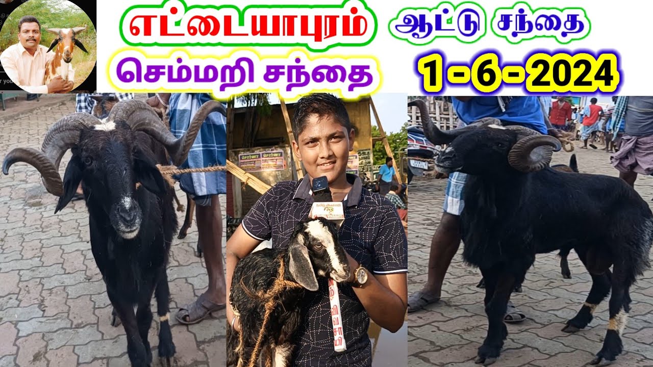 1 - 6 - 2024 / பக்ரீத் கிடா செம்மறி ஆட்டு சந்தை எட்டையாபுரம் / Ettayapuram / @tamilvivasayi
