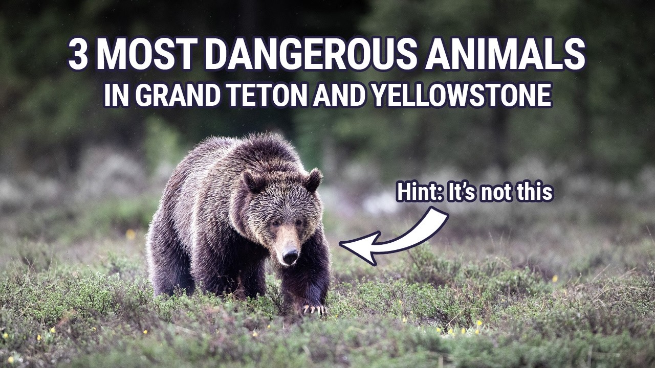 The 3 Most Dangerous Animals in Yellowstone National Park