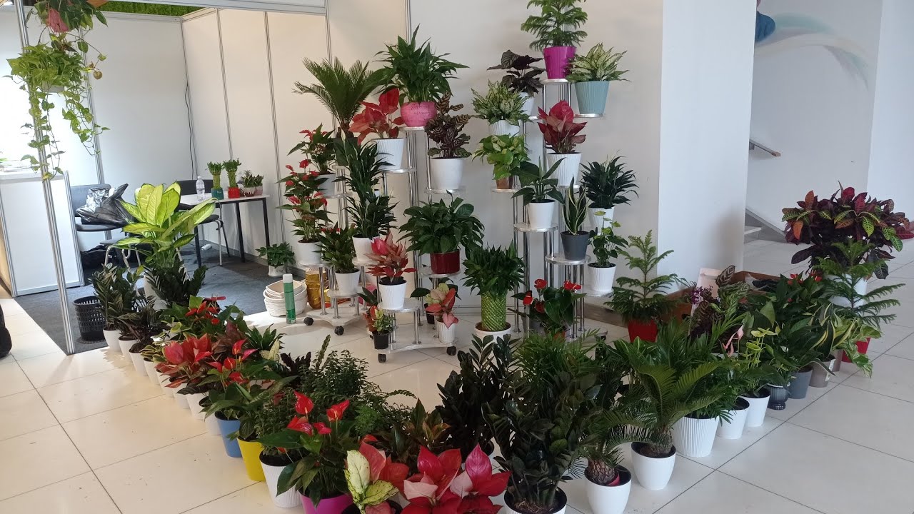 Хархил турдаги арзон гуллар ва подстаскалар тел:+998930019090