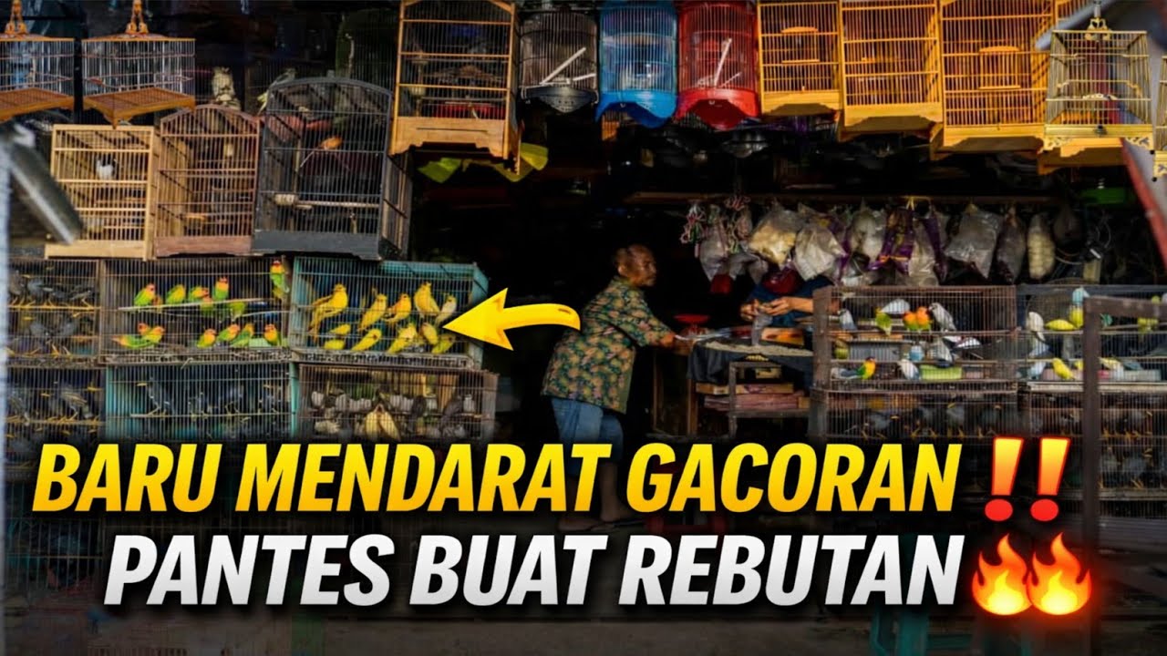 BENER² GELO! 😱 STOK BARU TURUN DI KIOS MINI INI, SEMUANYA GACOR PANTES JADI REBUTAN!
