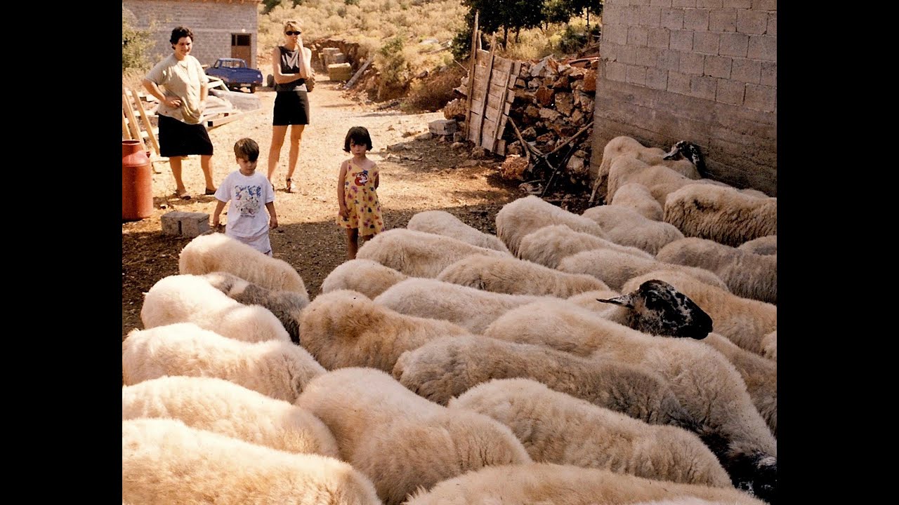 Κοπάδι πρόβατα, Herd of Sheep, Lambs OVEJAS, #sheep #farmanimals #koyun #ovejas #pecora