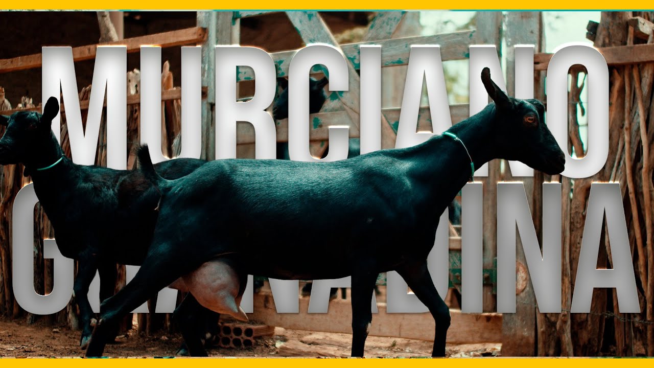 Semiárido Produtivo - Murciano-Granadina: a raça que encontrou lugar no semiárido paraibano