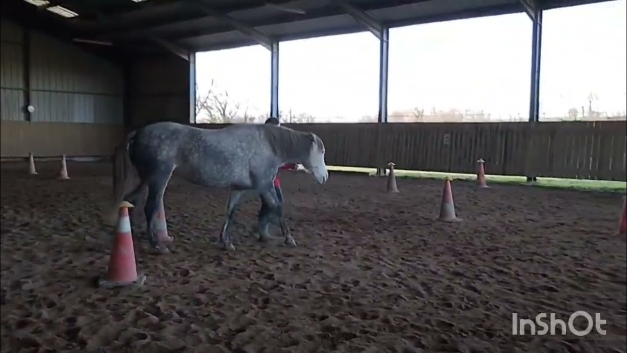 Equifeel virtuel 2026 #Cavalgo manche 2 Léanne et Joya en club 2