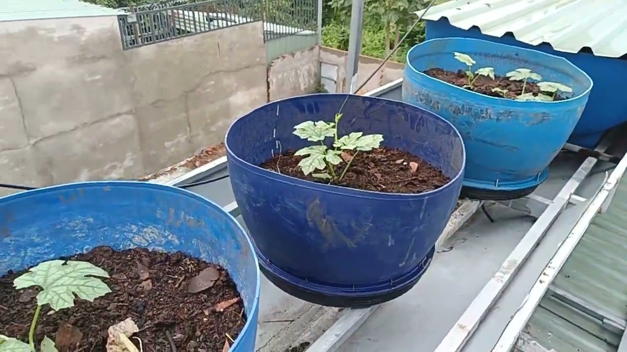 trông mướp hương, dưa leo trên nốc nhà