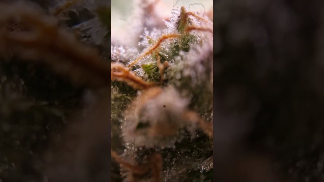 Vision Seeds - Lowryder Auto Bloom matured - harvest time - Microscope - Grow the Jungel - Nemesis