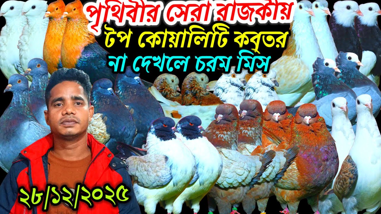 পৃথিবীর সেরা রাজকীয় টপ কোয়ালিটি ফেন্সি কবুতর না দেখলে চরম মিস সীমিত দামে ফেন্সি কবুতর বিক্রি হবে