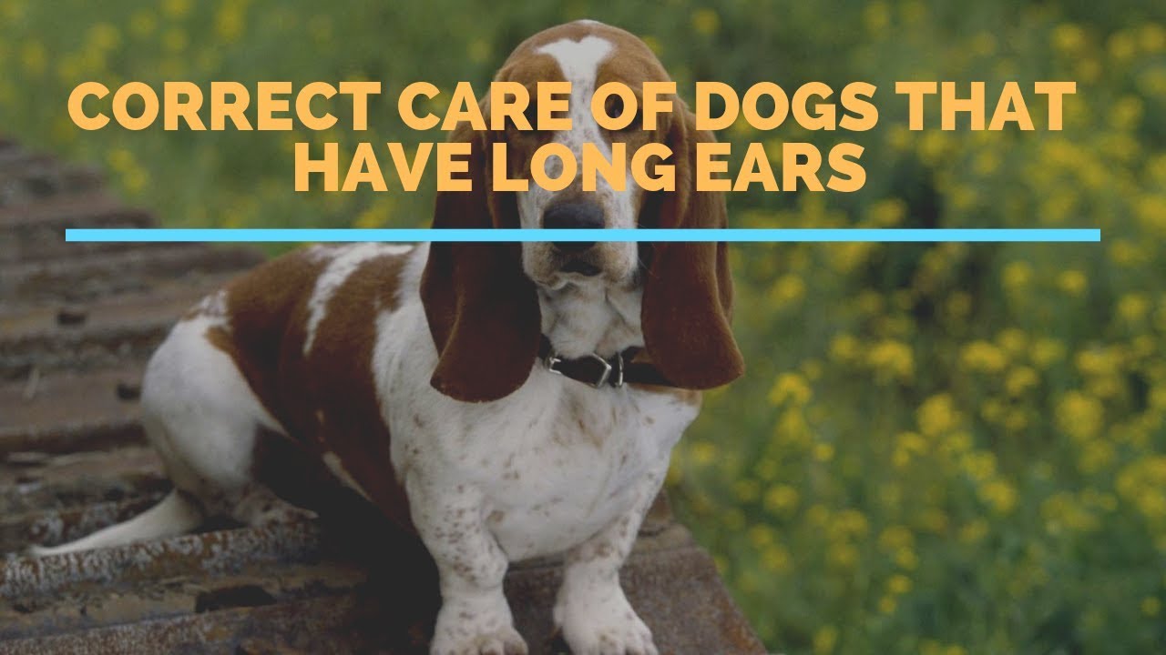 Correct Care Of Dogs That Have Long Ears