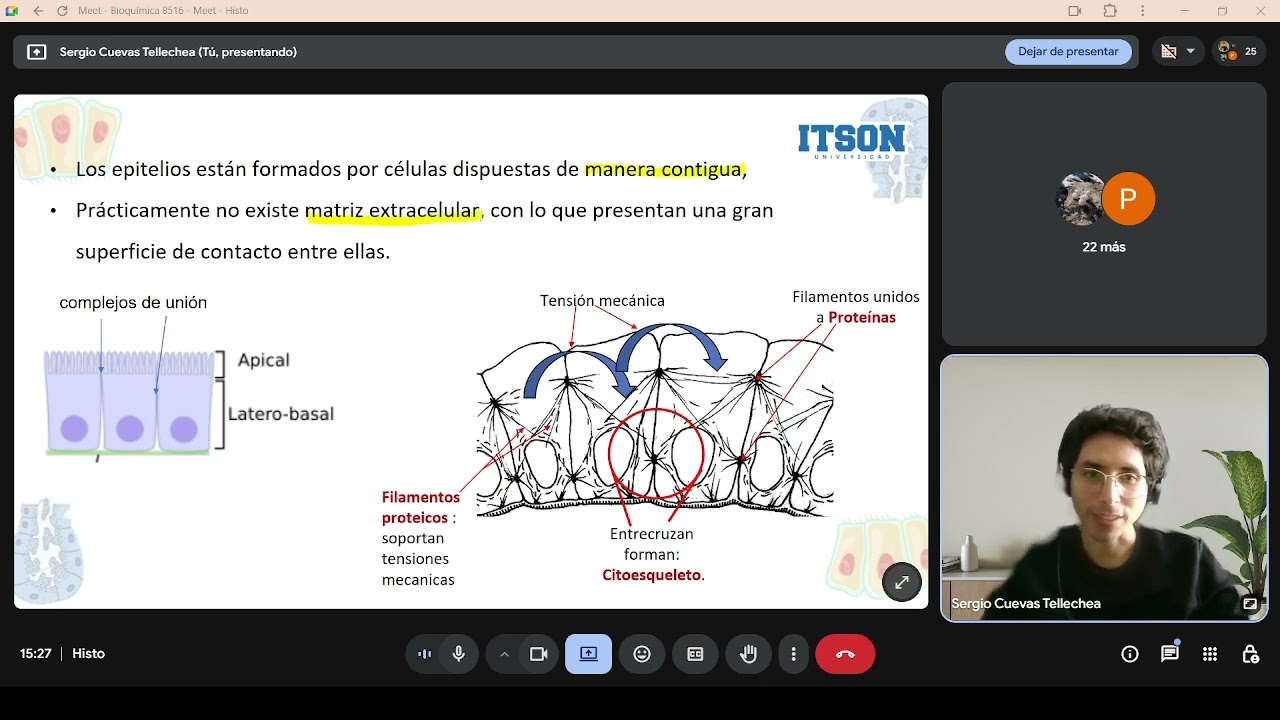 Tejido Epitelial: Introducción