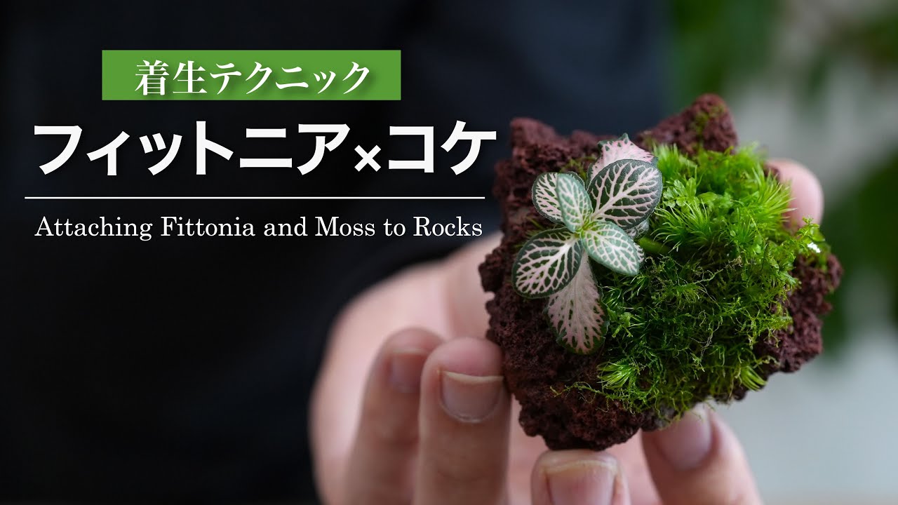フィットニアとコケを溶岩石に着生させる方法 No.201
