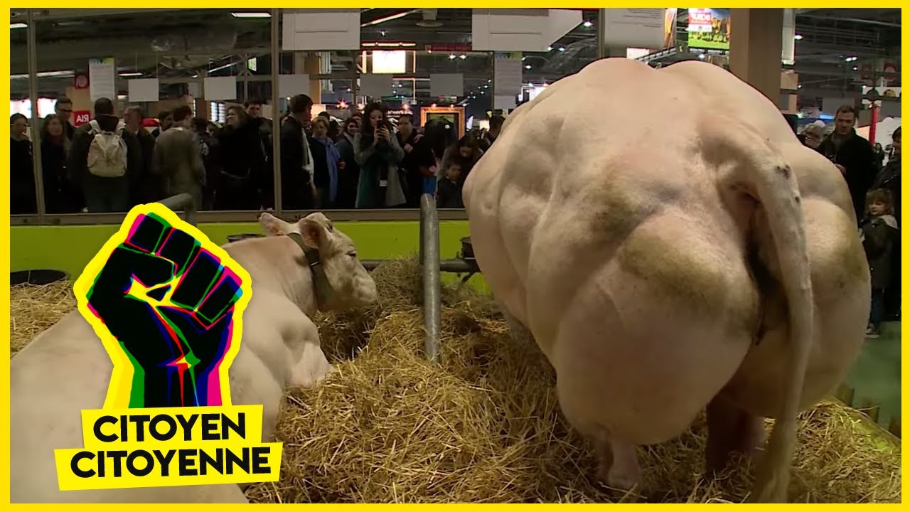 Vaches dopées aux OGM, scandale dans nos assiettes