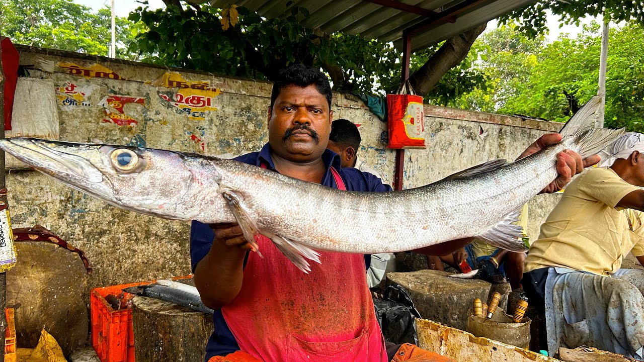 KASIMEDU 🔥 SPEED SELVAM | BIG SHEELA FISH MASS CUTTTING | N M FISH CUTTTING 🔪