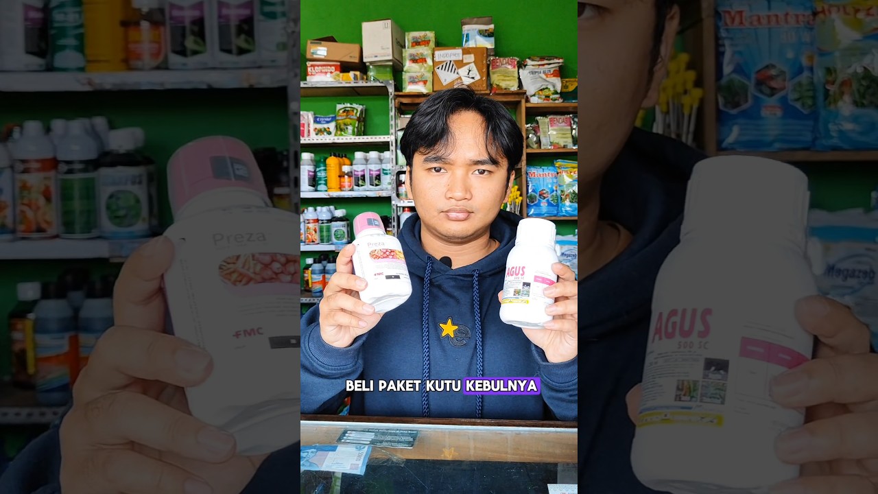 Rolling Insektisida Agus 500SC dengan Preza 100OD untuk basmi Kutu Kebul! #insektisida #benihonline