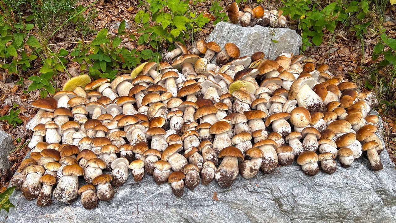 IL SASSO DEI DESIDERI !!! ➖ PORCINI 2023 .