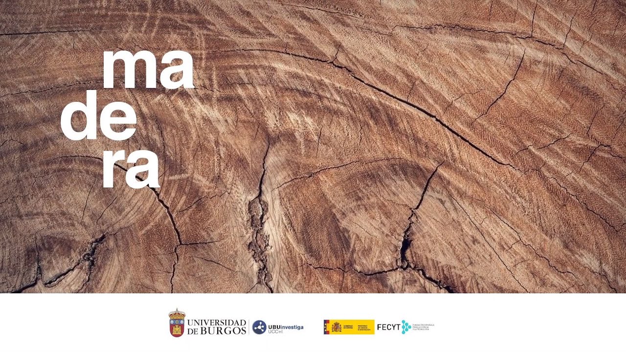 Historia de la madera | Una historia sobre la evolución humana y los avances tecnológicos