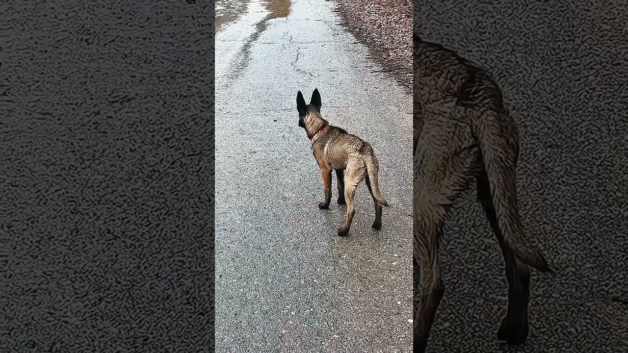 dog collar #k9dog #k9master #k9traning #petshub #malinois #dogshorts #belgianmalinois #dogcollar