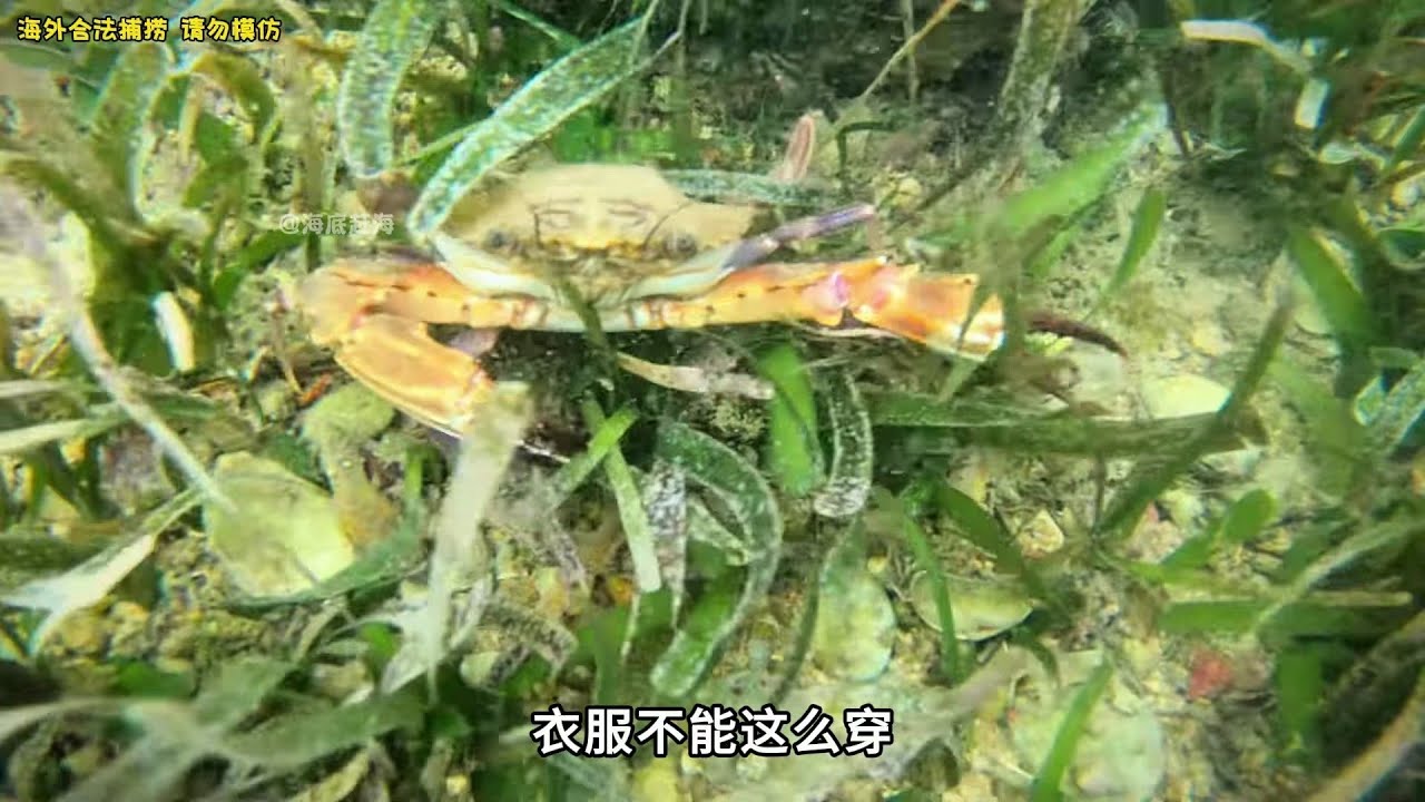 赶海98海底赶海都能捞到什么海货 哔哩哔哩