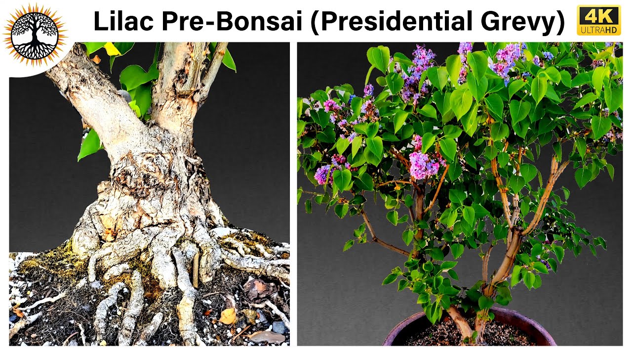 Lilac Pre-Bonsai (Presidential Grevy)
