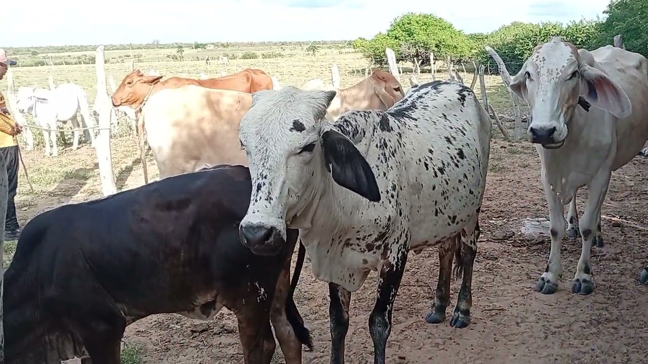 Só o mel