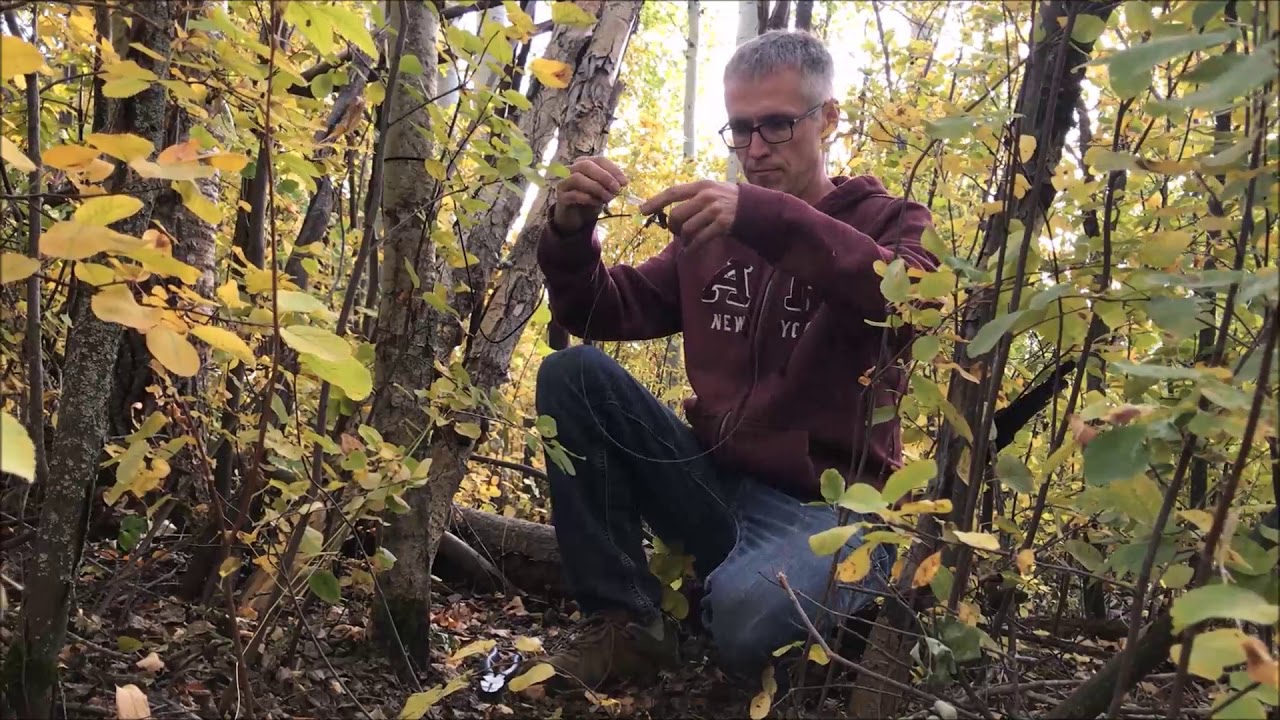 Snaring canines 3, snare set up tutorial