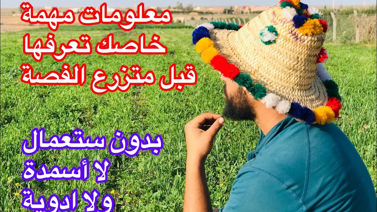 جولة في المزرعة مع معلومات مهمة عن زراعة الفصة احييكم اينما كنتم 👌🌹