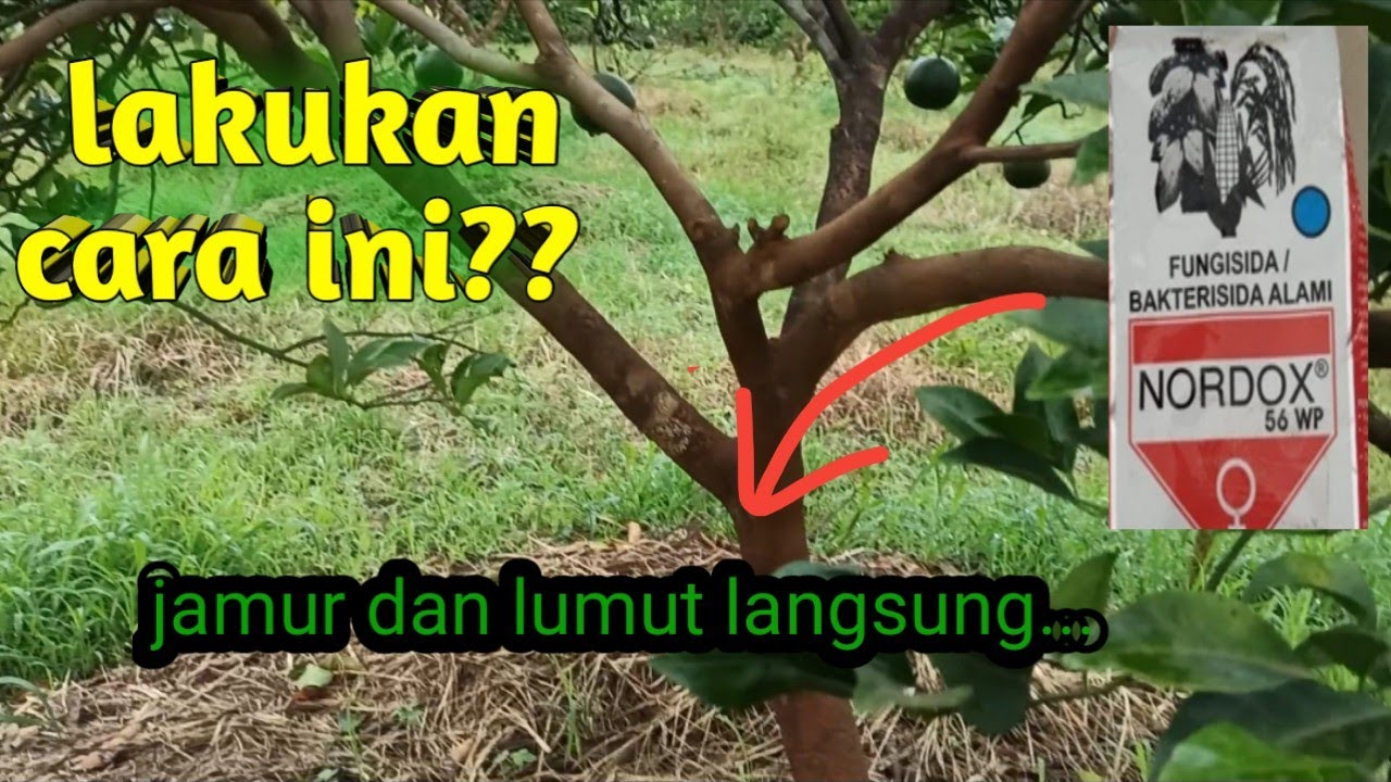 Cara mengendalikan jamur/lumut pada tanaman jeruk manis//🍋