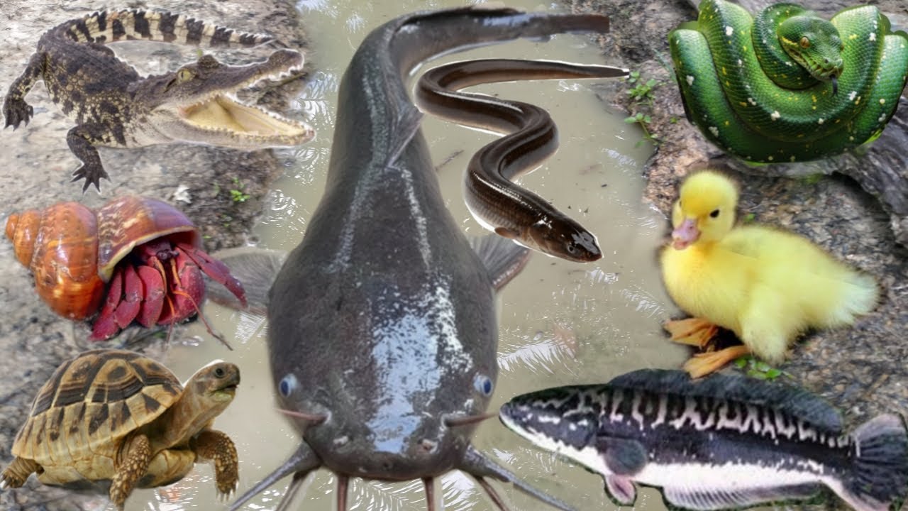 Wow Amazing! Menangkap ikan lele besar, belut, kura-kura, ikan toman, musang, labi-labi, bebek, ular
