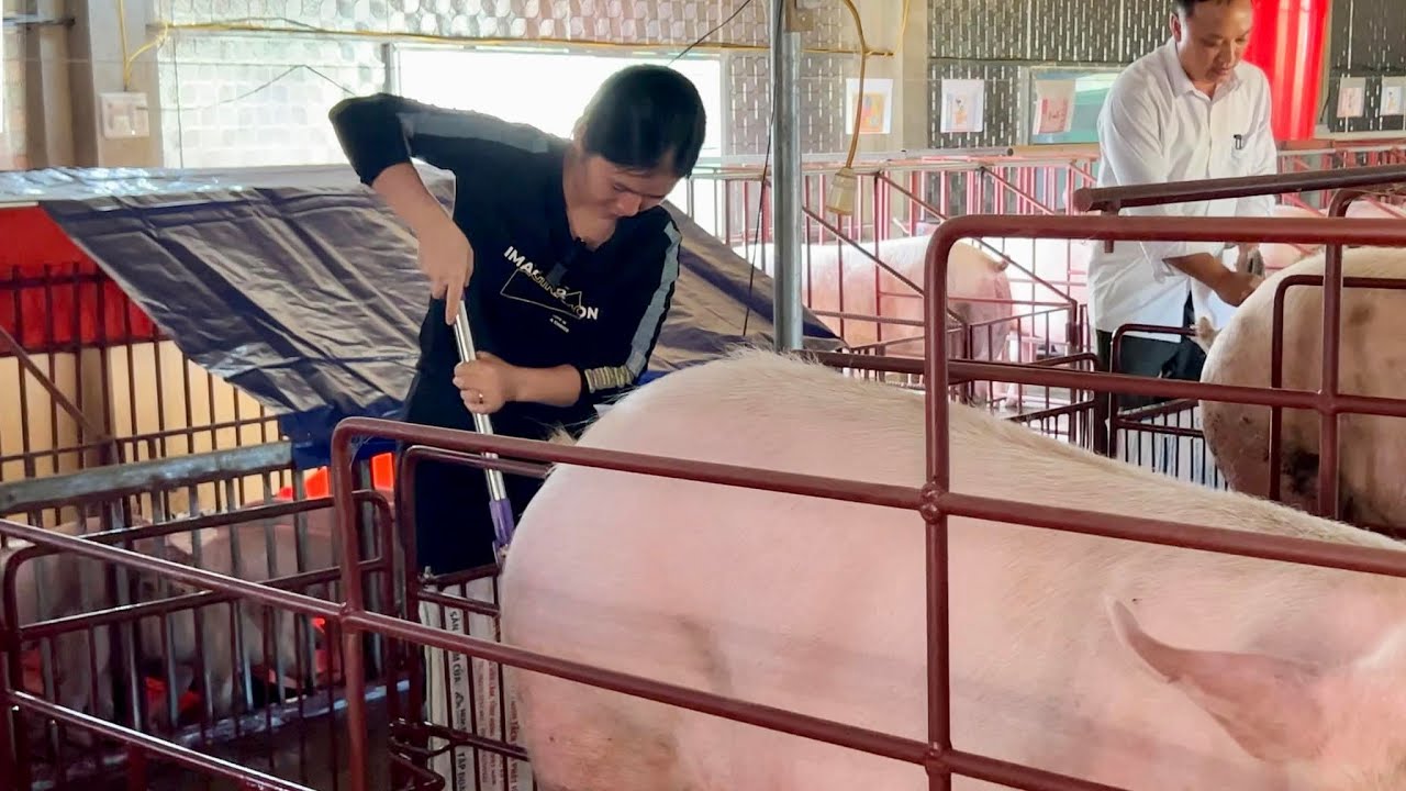 Lợn ho to ho vang ho lâu ngày chữa mãi không khỏi là bệnh gì?