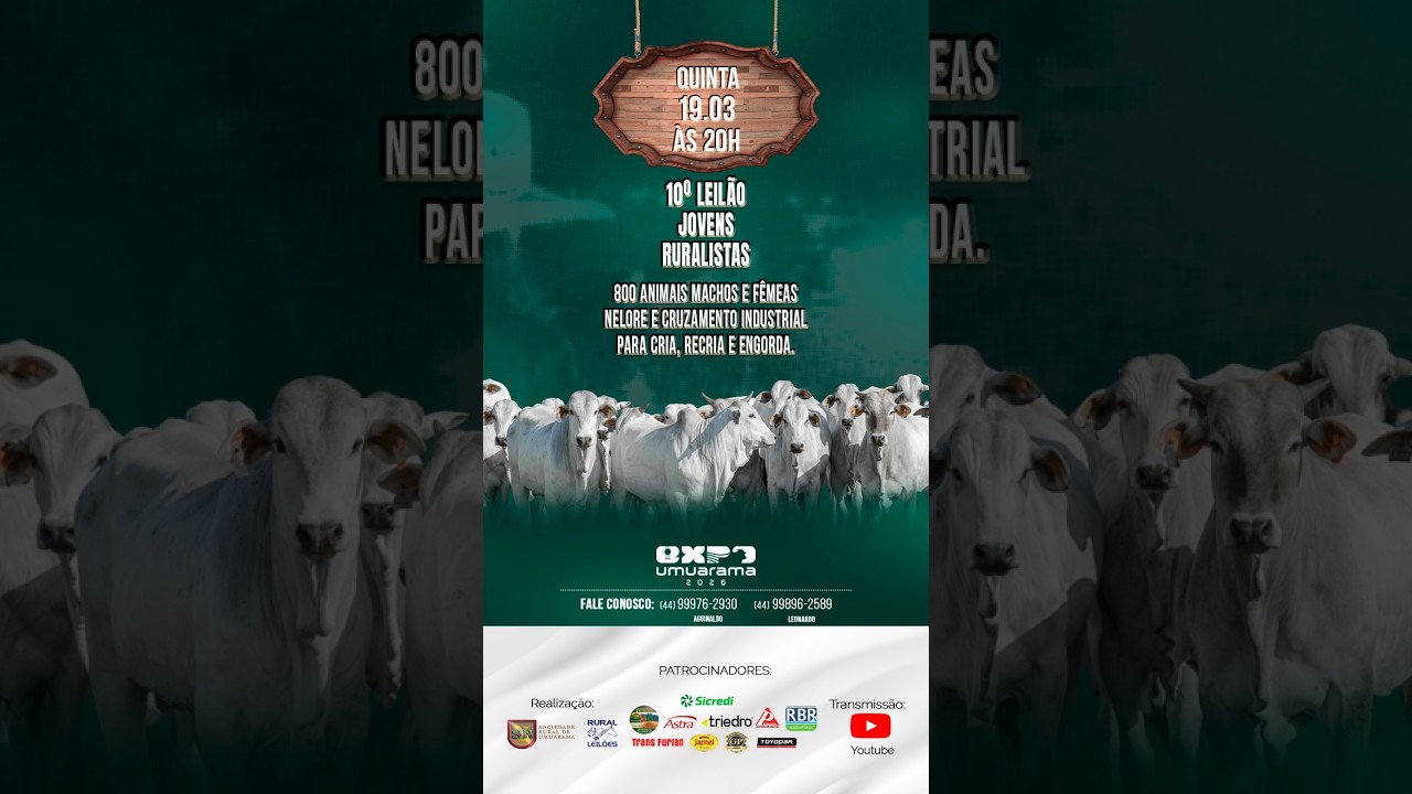 LEILÃO DE GADO AO VIVO / UMUARAMA - PR- Lances- (44) 9 9976-2930