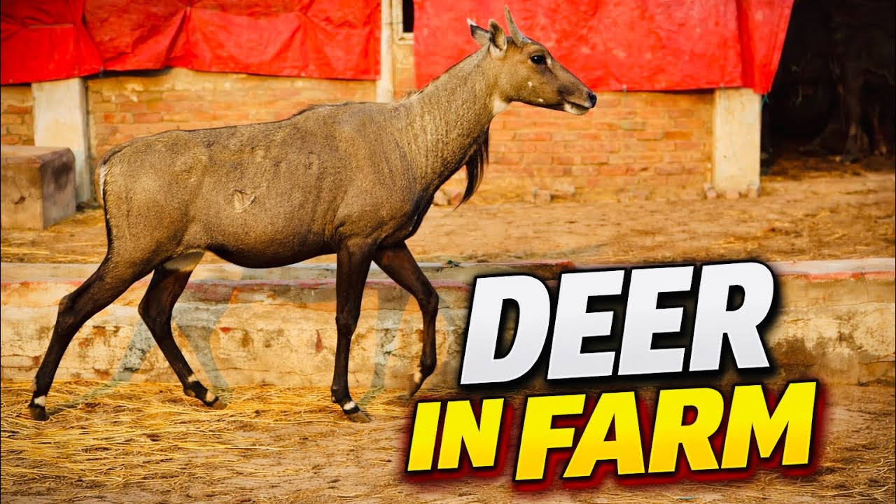 Deer ASMR in Village Farm 🦌 | Peaceful Rural Life Pakistan | Natural Animal Sounds || #deer #asmr|