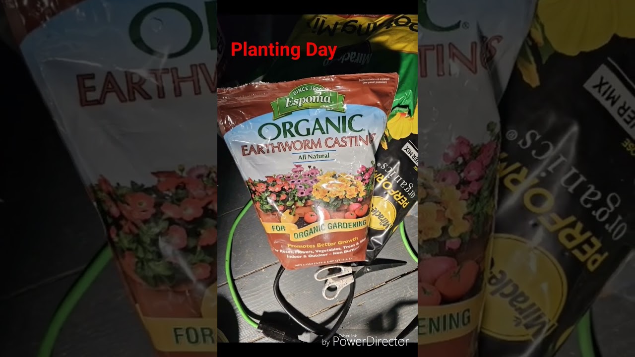 #planting #mobydick and #critical #autoflower #cannabis from #fastbuds #organic #cannabis