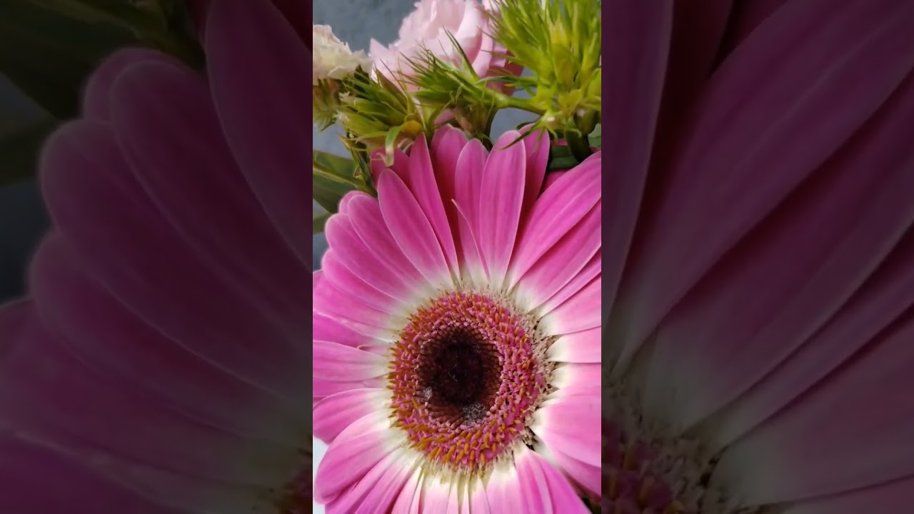 arrangement of gerbera, alstroemeria, chrysanthemums 3 
