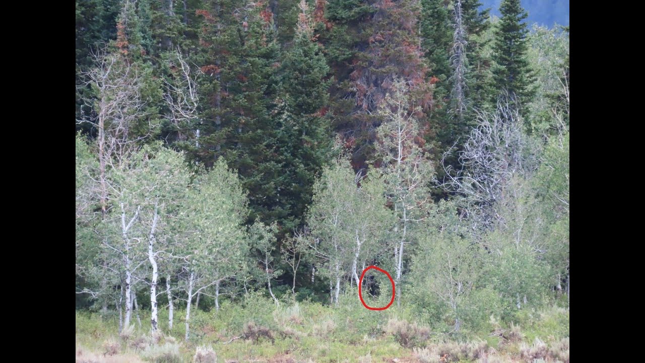 Найдите Six Bit Hollow Sasquatch в популярном месте обитания бигфутов в Юте