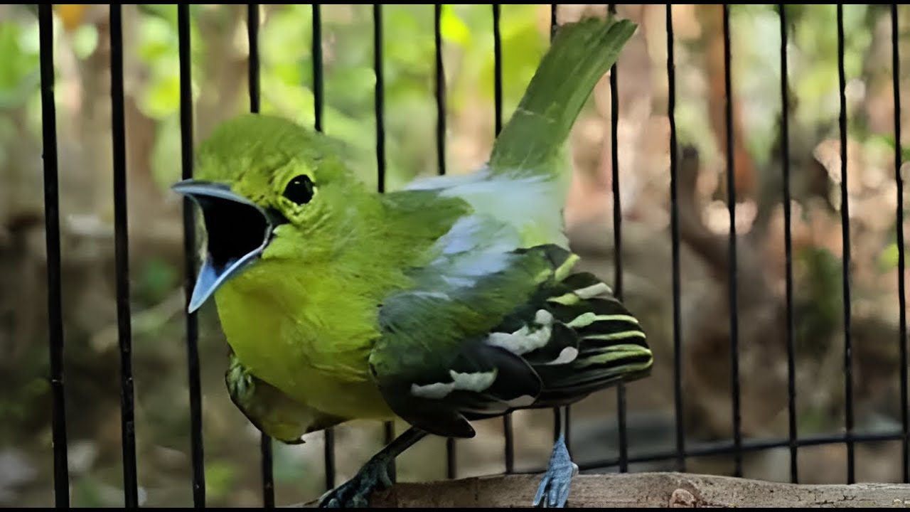 (Pancingan) Burung sirtu cipoh jantan gacor
