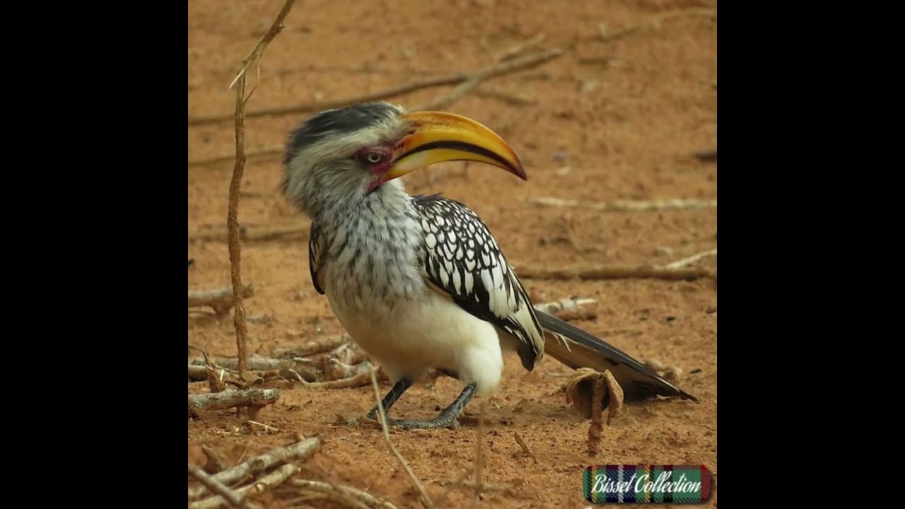 TwoHornbillsONE
