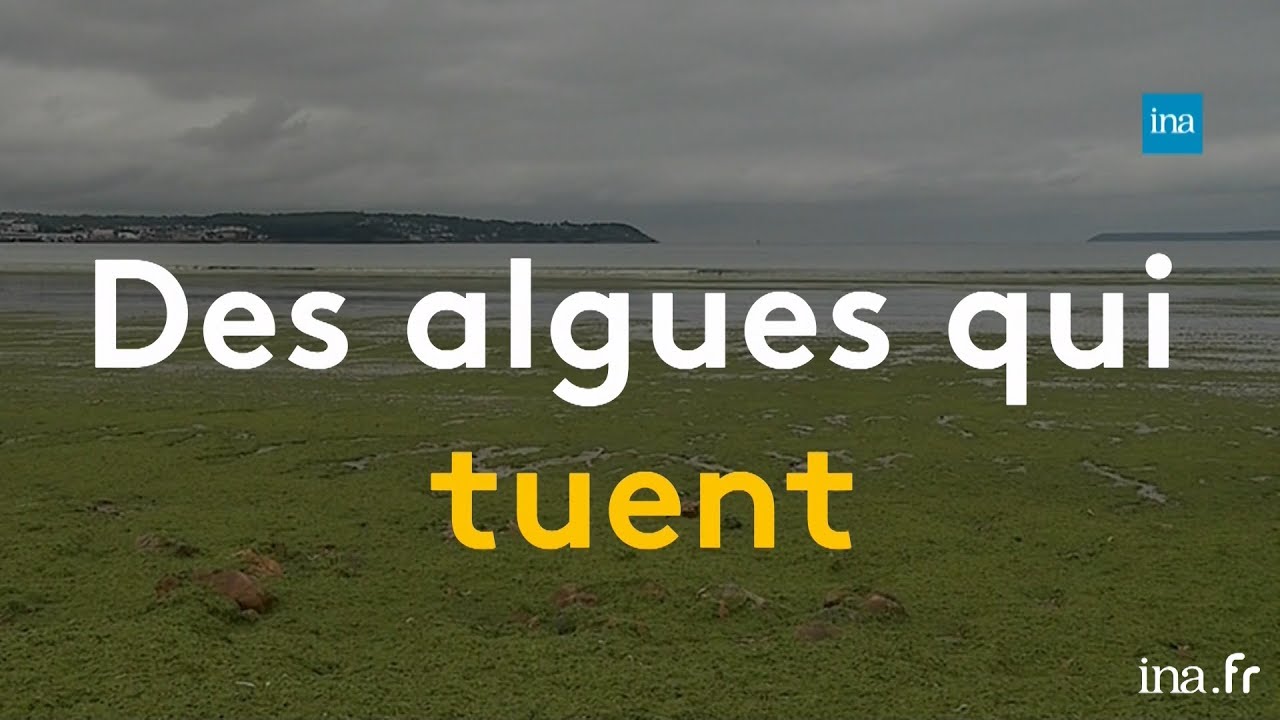 Mar&eacute;es vertes : fl&eacute;au des c&ocirc;tes bretonnes depuis les ann&eacute;es 1960 | Franceinfo INA