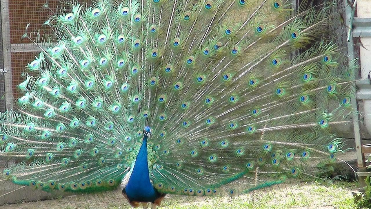 Najljep&scaron;i paun