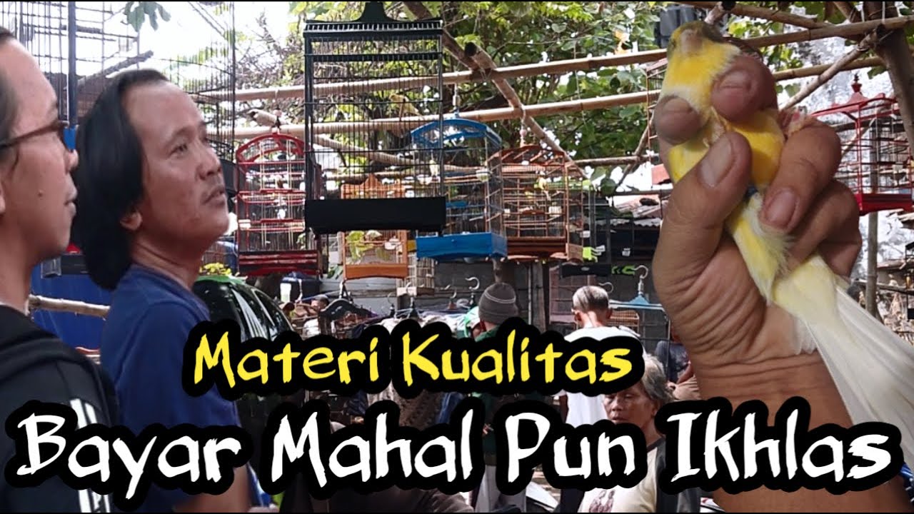 Cek Ombak Harga Kenari Tiga Pasar Sekaligus
