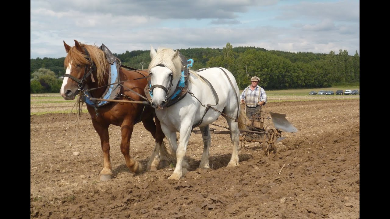 Des chevaux de Trait au travail des champs