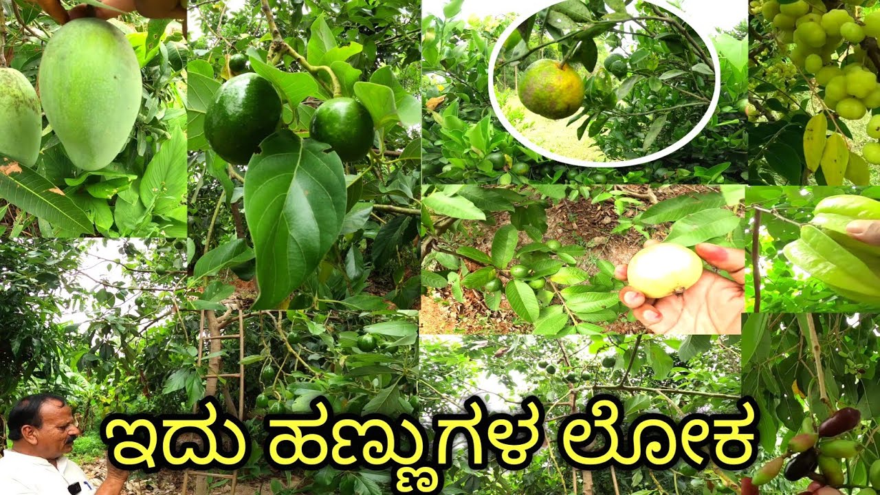 ಭಾಗ-2.. ಖಾಲಿ ಹೊಟ್ಟೆಯಲ್ಲಿ ಈ ತೋಟಕ್ಕೆ ಎಂಟ್ರಿ ಕೊಟ್ರೆ ಹೊಟ್ಟೆ ತುಂಬಿಸಿಕೊಂಡು ಬರಬಹುದು ಅಷ್ಟು ಹಣ್ಣುಗಳು ನಿಮಗೆ..!