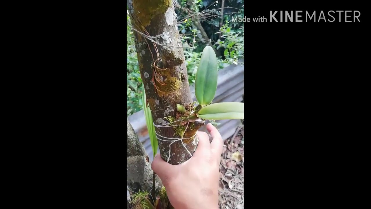 ¿Cómo colocar una orquídea en un árbol? / Orquídeas / Plantas