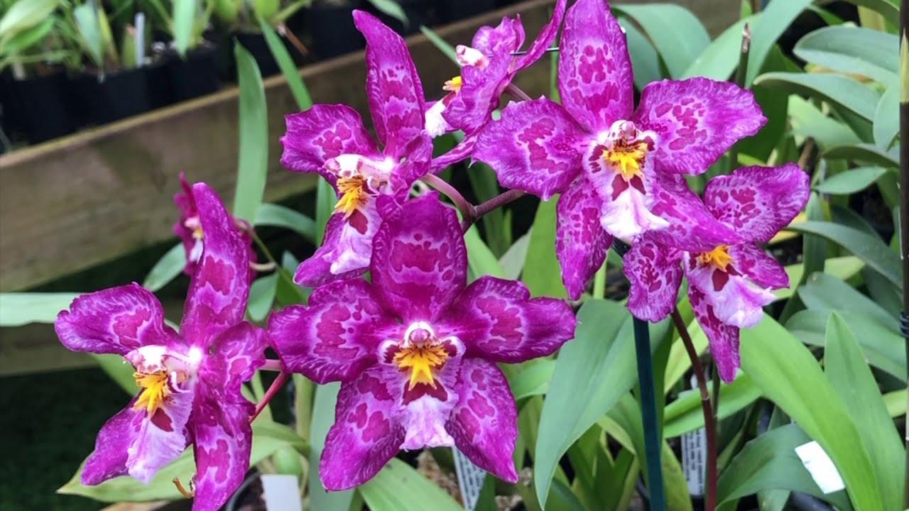 How to Care For and Repot Oncidium Orchids  - Potting Mix, Fertiliser, Watering, Diseases and Pests