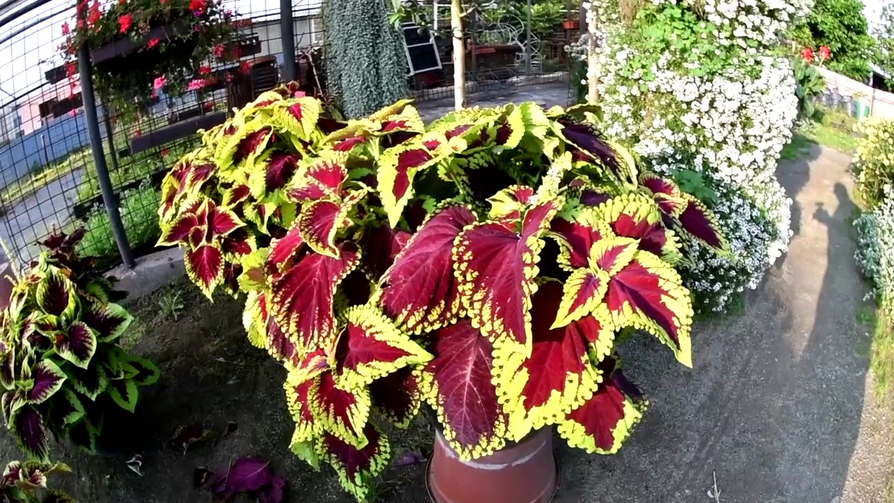 Coleus   kopřiva