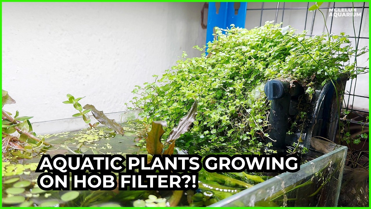 Aquatic Plants Growing on my HOB filter?