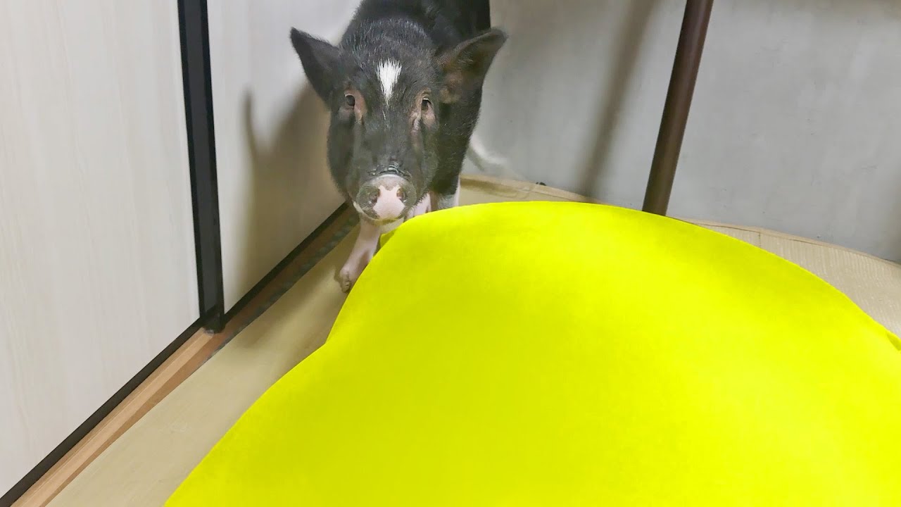 突然現れた巨大クッションを即席アレンジしたらブタが秒で寝床化したw