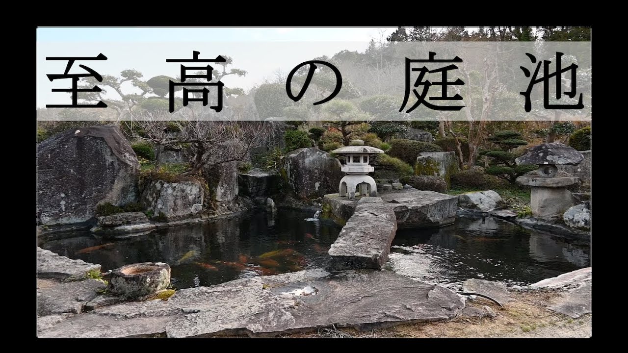 [錦鯉庭池シリーズ②] これぞ至高の庭池だ！　A Japanese  koi pond and garden in a private house, Hiroshima, Japan